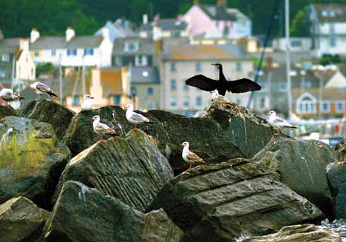 'Angel of the South': Steve Belasco's title for this photograph of a cormorant lording it over the other seabirds in Lyme Bay
