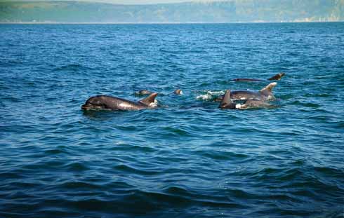 Bottlenose dolphins in Weymouth Bay. The clearly smaller juvenile dolphin is on the other side of the pod from the photographer's boat and sandwiched by older members of the group