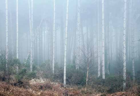 It's almost as if the silver birch trees have captured the mist to create a monochrome backdrop to the bracken in this shot taken near Hardy's cottage at Lower Bockhampton