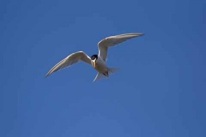 Little terns are expert flyers, hovering over the Fleet lagoon in search of food (Debbie Saunders )