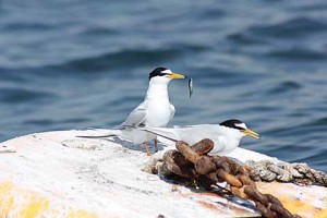 Ringed adults on a buoy (Angela Thomas)