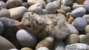Perfectly suited to their pebbly home, little tern chicks blend into the background (Morgan Vaughan)