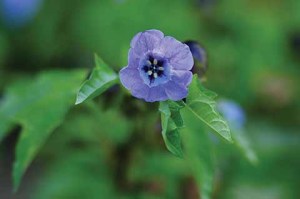 The attractive but unremarkable Nicandra physalodes (otherwise known as Shoo-fly) self-seeds at will and is said to deter whitefly