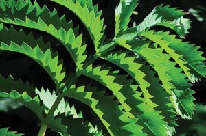 Melianthus major, an architectural plant with its exotic serrated leaves