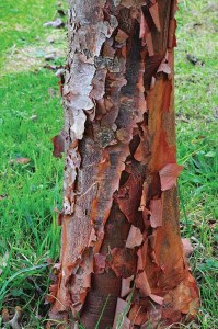 Cinnamon coloured bark of the Acer griseum or Paperbark maple