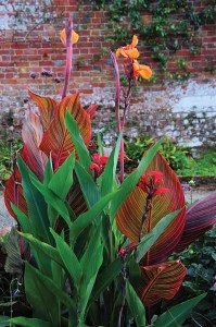 Hedychium greenii with its large green glossy leaves and exotic flower