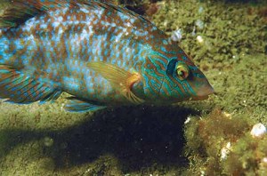 Ballan Wrasse are the biggest and most common of the wrasse family. They have powerful jaws and eat mussels, cockles, limpets, winkles and even hardback crabs and small lobsters