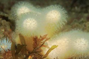 Dead Man's Fingers (Alcyonium digitatum) are found all around the UK coast