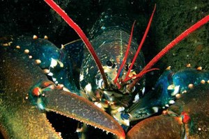 The European lobster can grow up to two feet long (60cm) and weigh up to nearly a stone (6kg) Credit: Peter Tinsley