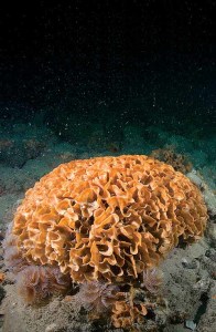 Pentapora fascialis (widely known as Ross coral) and spiral worms