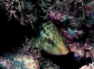 Ballan Wrasse are the biggest and most common of the wrasse family. They have powerful jaws and eat mussels, cockles, limpets, winkles and even hardback crabs and small lobsters