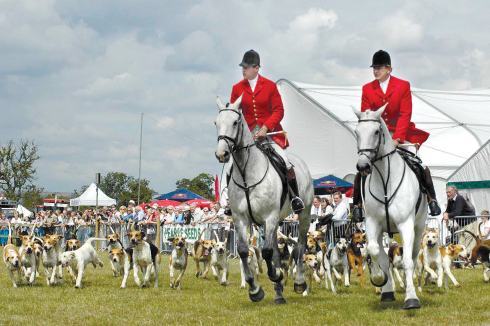 4	The hounds seem to enjoy their traditional parade as much as the spectators do!
