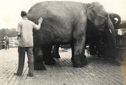 Wimborne 4 Wimborne station was used to seeing locomotives taking on water, but here a circus elephant quenches its thirst in the station yard