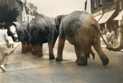 Wimborne 5 The indistinctness of this old photograph is worth it for the extraordinary sight of elephants walking trunk-to-tail up Wimborne High Street